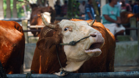 Brown cow with white head and curved horns. Focus selected, Background blurの写真素材