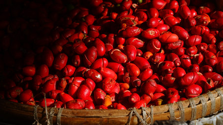 A pile of gnetum gnemon fruit in a bamboo basket exposed to morning sunlight. Dark background. Focus selectedの写真素材