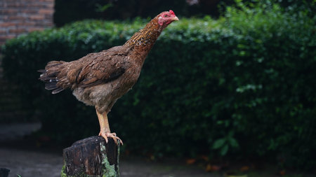 Brown hen standing on wood. Focus selected. Blurred backgroundの写真素材