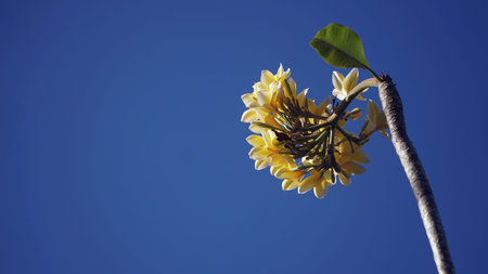 Yellow frangipani flower with green leaves. Blue sky background. Focus selected