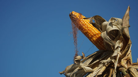 Corn plants on the Cornfield. Corn husks peel off. Focus selected, blue sky background