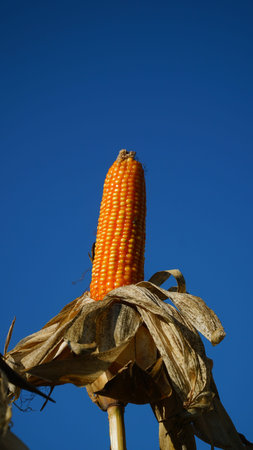 Corn plants on the Cornfield. Corn husks peel off. Focus selected, blue sky background
