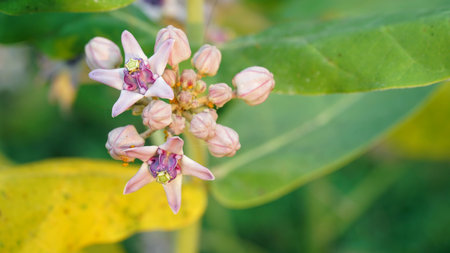 Purple Crown Flower, Calotropis gigantea budding and blooming, focus selected with natural blurred backgroundの写真素材