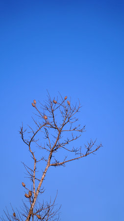 Cottonwood tree. Blue sky background. Focus selected