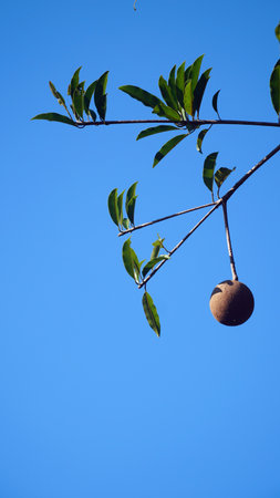 Manikara zapota fruit and green leaves, blue sky backgroundの写真素材