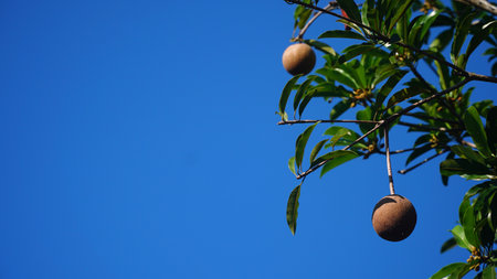 Manikara zapota fruit and green leaves, blue sky backgroundの写真素材