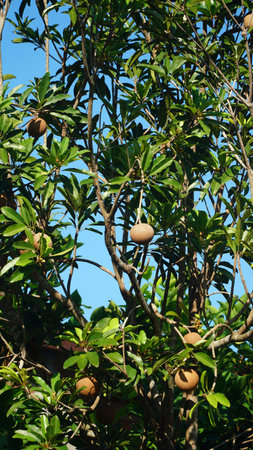 Manikara zapota fruit and green leaves, blue sky background