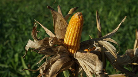 Corn plants on the Cornfield. Corn husks peel off. Focus selected