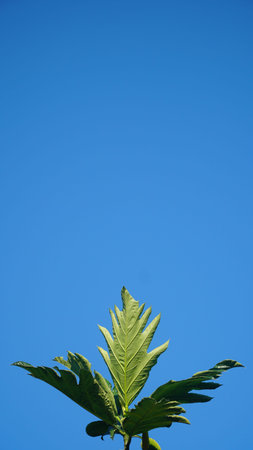 Breadfruit leaves with blue sky background. In Indonesia it is called sukun