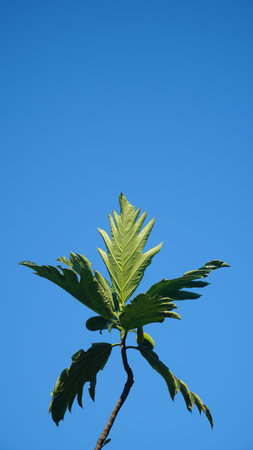Breadfruit leaves with blue sky background. In Indonesia it is called sukun
