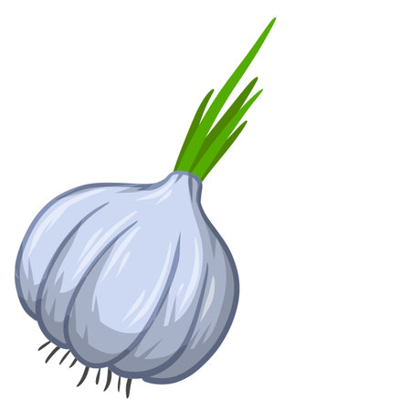 Garlic. Spicy vegetable. Natural product.のイラスト素材