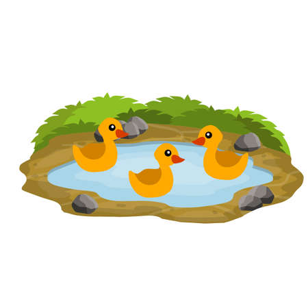 Ducks in the pond. Chicken swims in lake. Animal in wild and forest. Child of a bird in water. Flat cartoon.のイラスト素材
