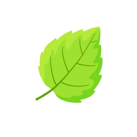 Mint leaf. Cool spice. Refreshment and freshness. Green part of the plant. Flat cartoon illustration isolated on whiteのイラスト素材