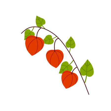 Physalis branch. Orange flower. Ornamental plant. Flat cartoon illustrationのイラスト素材