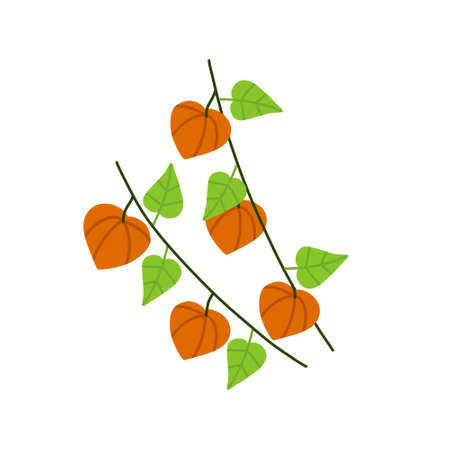 Physalis branch. Orange flower. Ornamental plant. Flat cartoon illustrationのイラスト素材