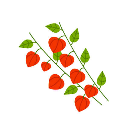 Physalis branch. Orange flower. Ornamental plant. Flat cartoon illustrationのイラスト素材