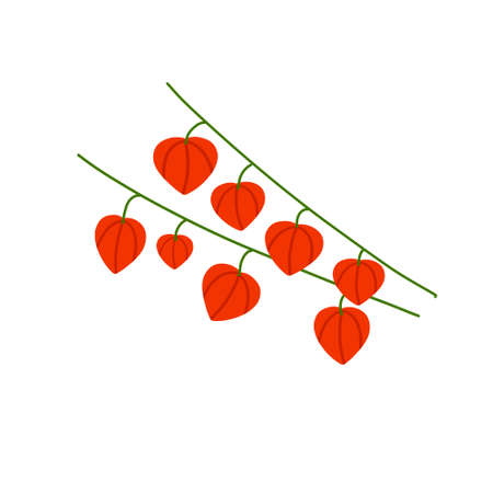 Physalis branch. Orange flower. Ornamental plant. Flat cartoon illustrationのイラスト素材