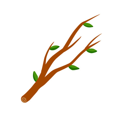 Tree branch with leaf on white background illustration.のイラスト素材