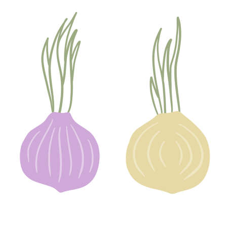 Onion in doodle style. Vegetable food and harvest. Simple drawing. Spicy Leek bulb. Flat cartoon isolated on whiteのイラスト素材