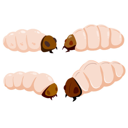 Edible caterpillar. White insect larva. Source of animal protein.のイラスト素材
