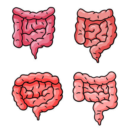 Intestine internal organ. human pink digestive tract. Set of medical icon. Illustration isolated on whiteのイラスト素材