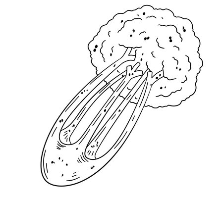 Celery cartoon hand drawn illustration. Green vegetable. Healthy nutrition. Ingredients for salad isolated on white. Black and white coloringのイラスト素材