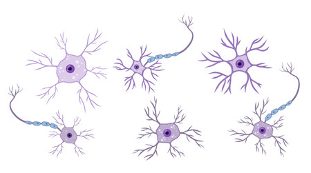 Brain neuron symbol. Neural cell - medical body health. Physiology structure and system, human anatomy and biology. Scientific biological nervous organのイラスト素材