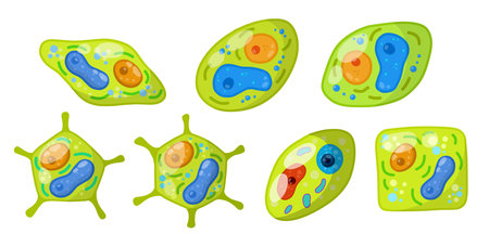 Green cell of plant with core, details and membrane. Microorganism by microscope. Element of science and biology. Cartoon flat illustration.のイラスト素材