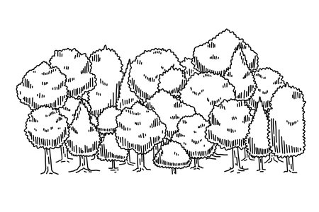 Forest sketch. Drawing pine landscape. Natural outline plant. Doodle drawn tree. Nature park or garden elementのイラスト素材