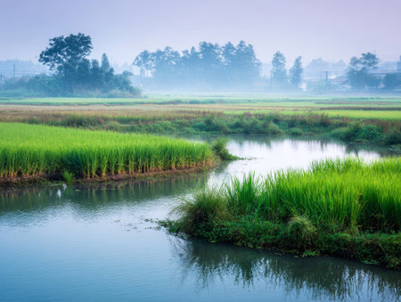 Rice field in the morning with fog in the countryside of Thailand.の素材