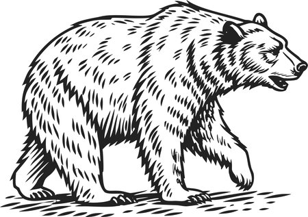 Ink hand drawing sketch of a wild bear mascot or logotype. Powerful animal illustration for sport team, outdoor brand, hunting or nature design. Wild animal graphic.の素材