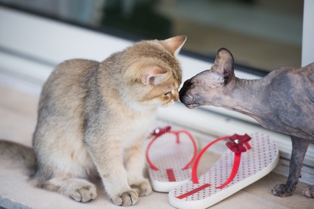 Let me smell your noseの写真素材