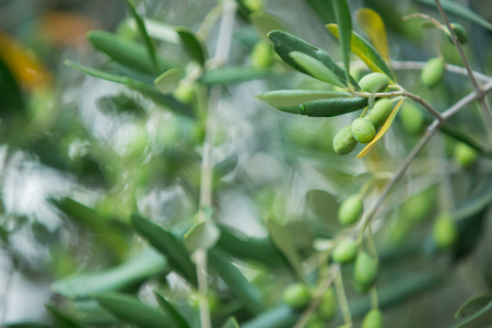 Plant with green and yellow leavesの写真素材