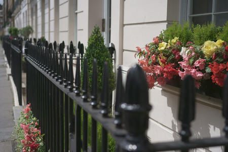 Flowers in pot on windowsillの写真素材