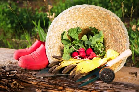 gardeningの写真素材