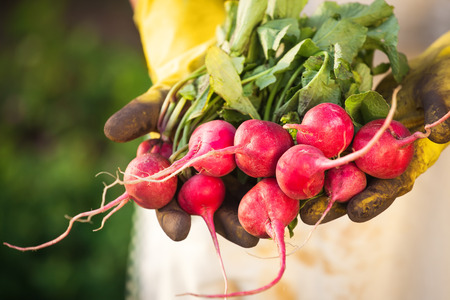 radish harvestの写真素材