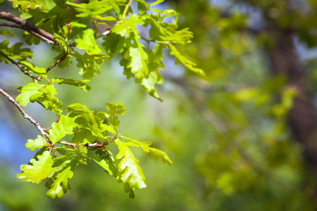 spring oak leaves