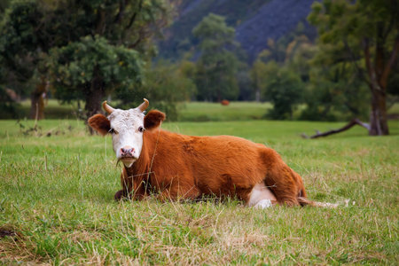cow