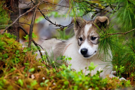 laika puppy