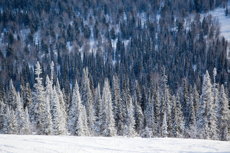 winter forest