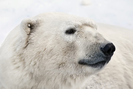 polar bear portraitの写真素材