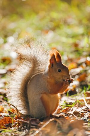 squirrelの写真素材