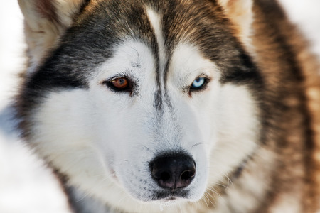 huskyの写真素材