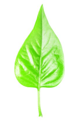 green leaf isolated on whiteの写真素材