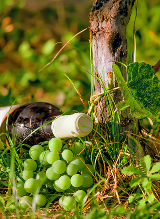 wine bottle and grape harvestの写真素材