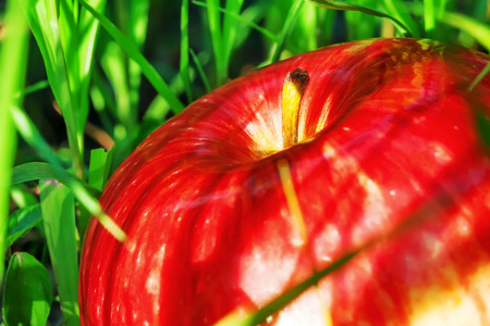 red apple close-upの写真素材