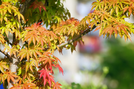 autumn leaves