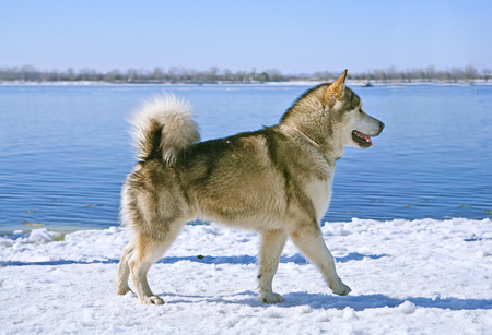 malamute sideviewの写真素材