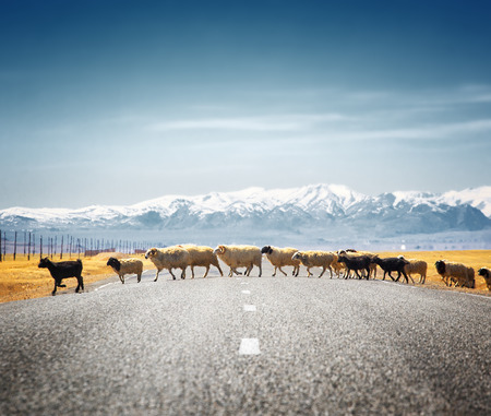 sheeps on the roadの写真素材