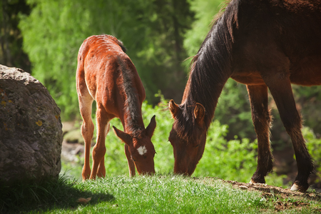 foal and mother horse grazingの写真素材
